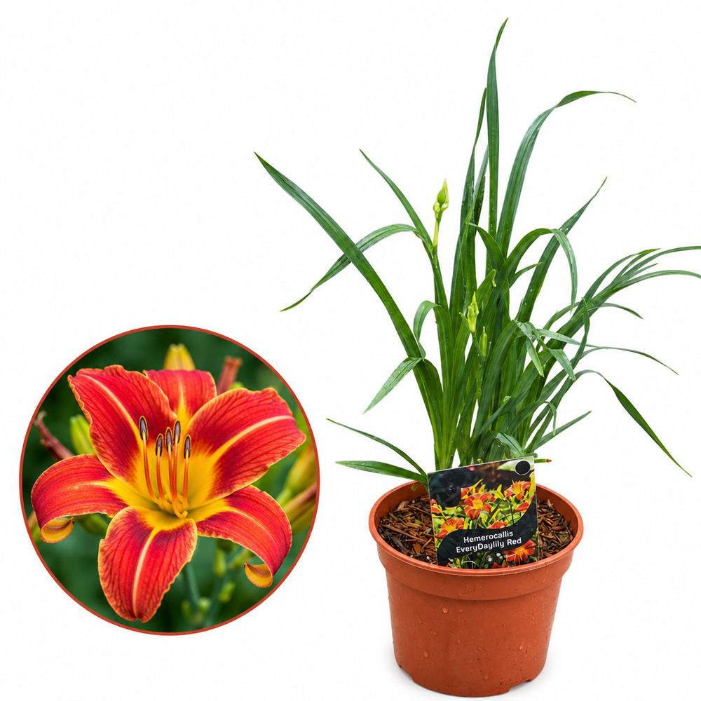 Hemerocallis Everyday Lily Red, D17 cm, H35 cm