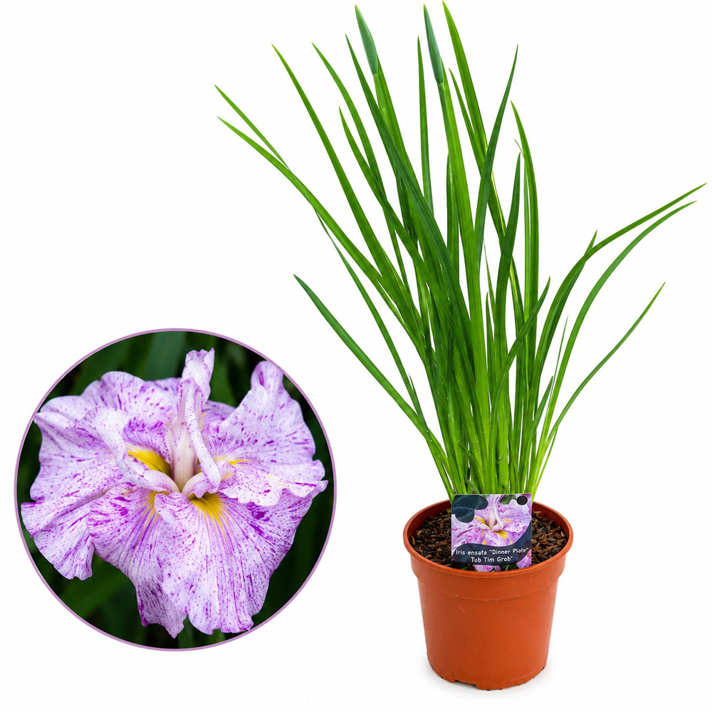 Iris Ensata Dinner Plate Tim Grob (Iris ensata), D17 cm, H45 cm