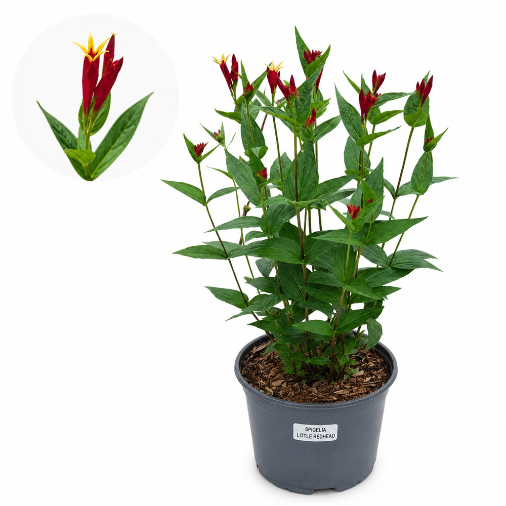 Spigelia Little Redhead (Spigelia marilandica Little Redhead), D19 cm, H35 cm