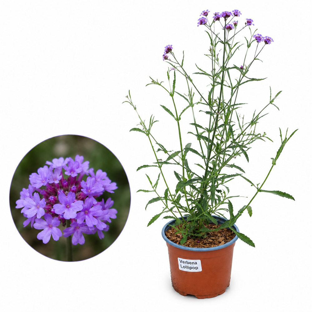 Verbena Lollipop (Verbena bonariensis Lollipop), D17 cm, H45 cm
