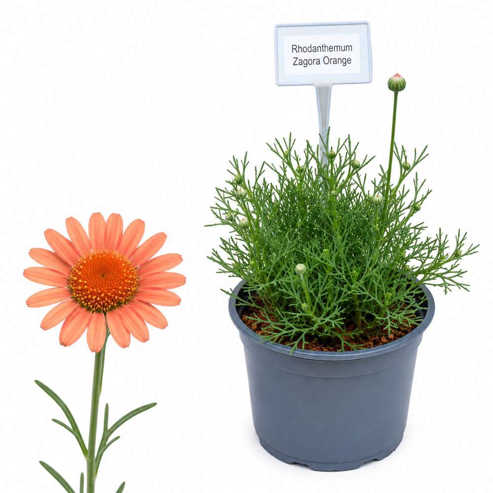 Rhodanthemum Zagora Orange, D17 cm, H25 cm