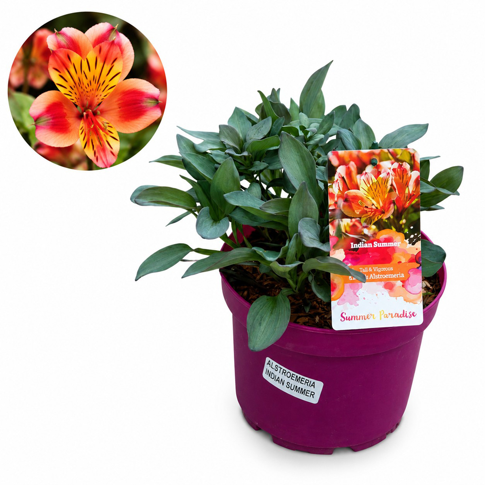 Alstroemeria Indian Summer, D19 cm, H45 cm