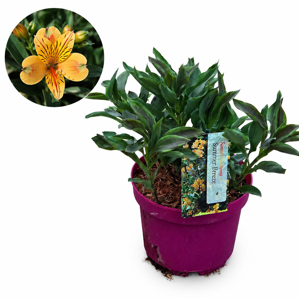 Alstroemeria Summer Breeze, D19 cm, H45 cm