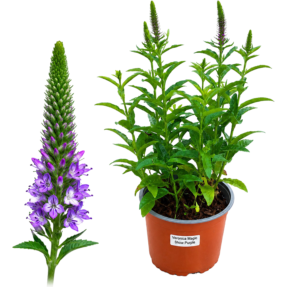 Veronica Magic Snow Purple, D 17 cm, H 35 cm