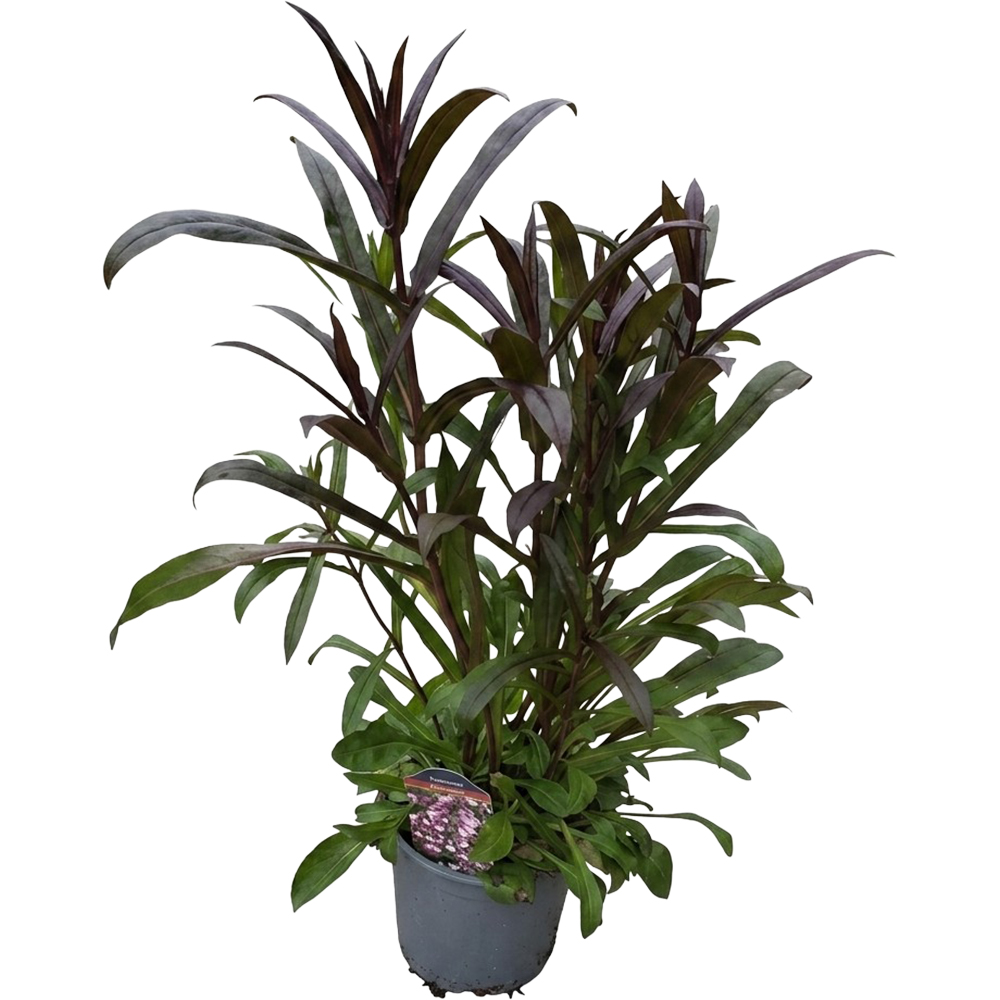 Penstemon Dark Tower, D 17 cm, H 45 cm