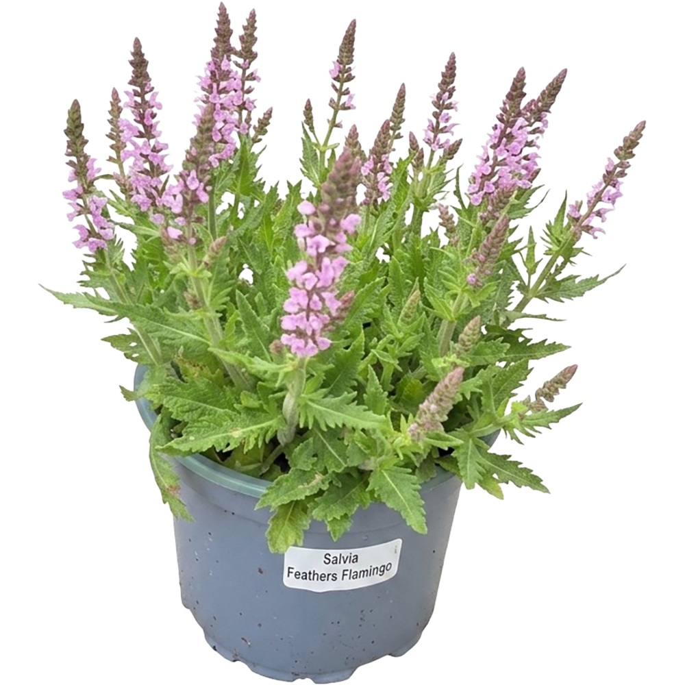 Salvia Feathers Flamingo, D 17 cm, H 30 cm