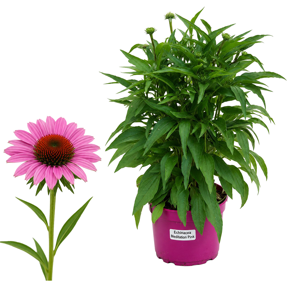 Echinacea Meditation Pink, D 17 cm, H 45 cm