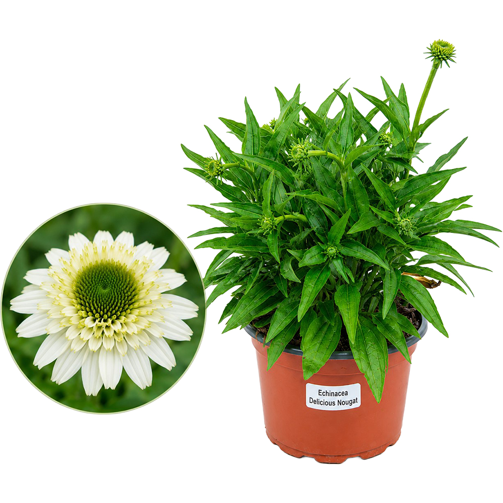 Echinacea Delicious Nougat, D 17 cm, H 45 cm