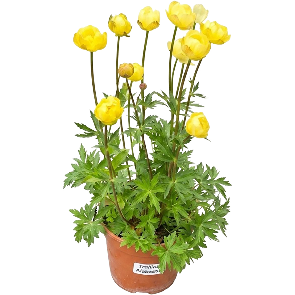 Trollius Alabaster, D 17 cm, H 30 cm