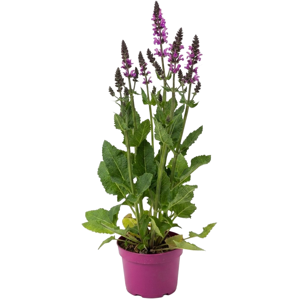 Salvia Back To The Fuchsia Fashionista, D 17 cm, H 35 cm