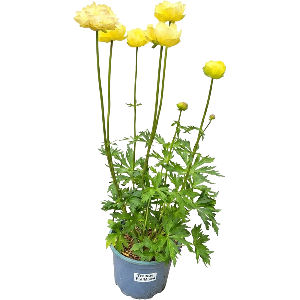 Trollius Fullmoon, D 17 cm, H 35 cm