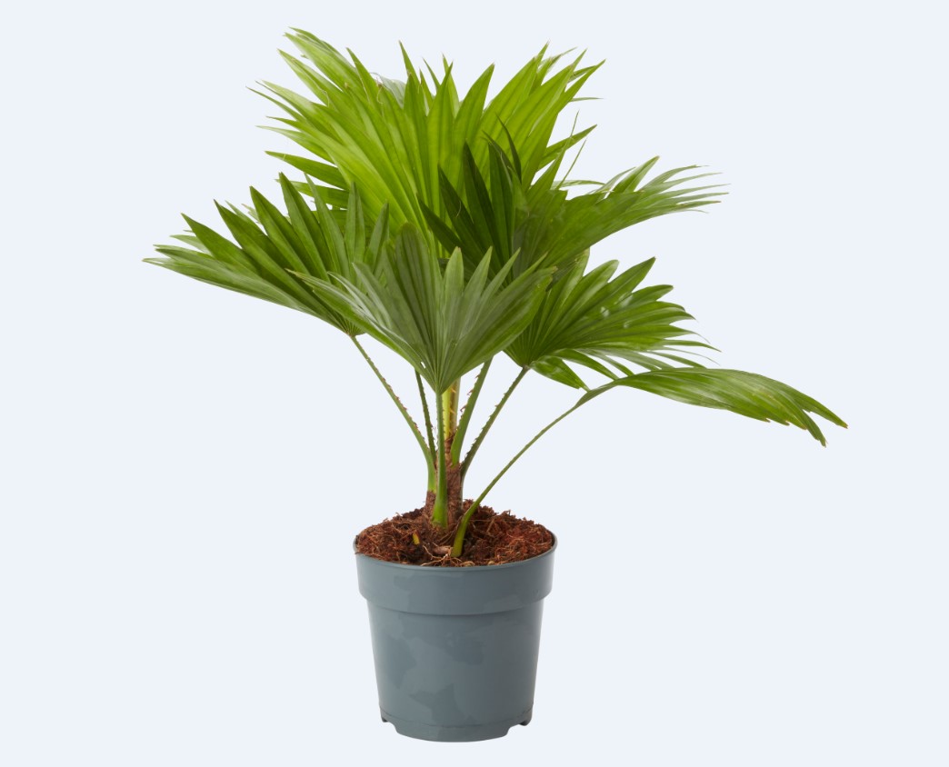 Planta de interior Palmier Livistona D12 cm H30 cm