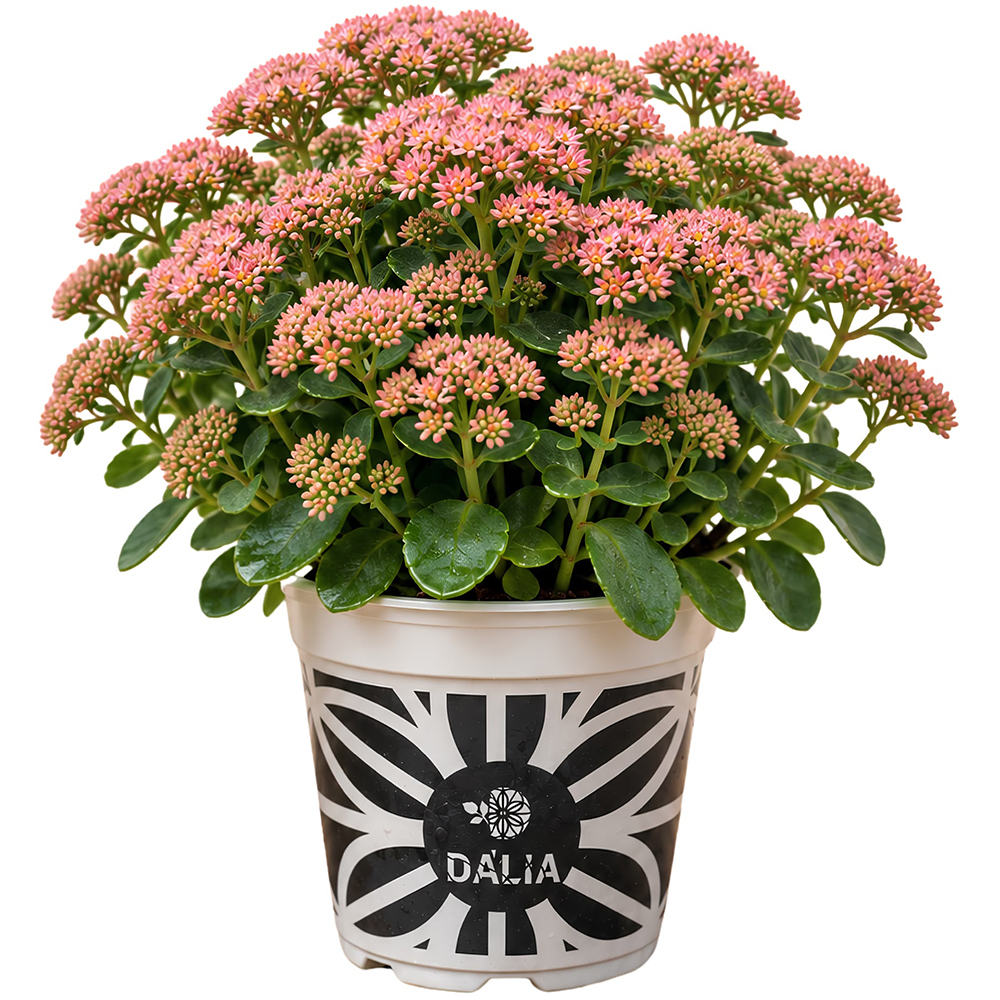 Sedum SunSparkler, D14 cm, H20 cm