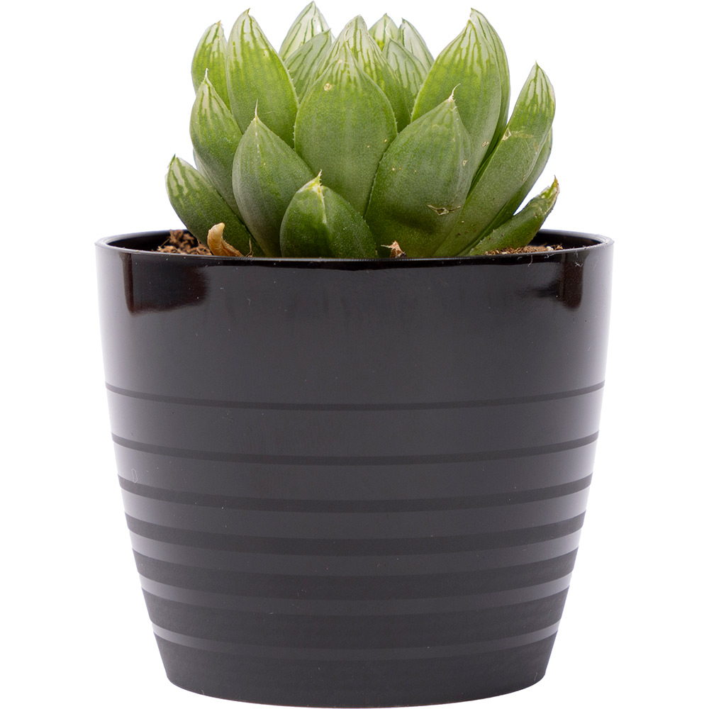 Masca ghiveci HARPLAST Silvia, D7 cm, plastic, negru