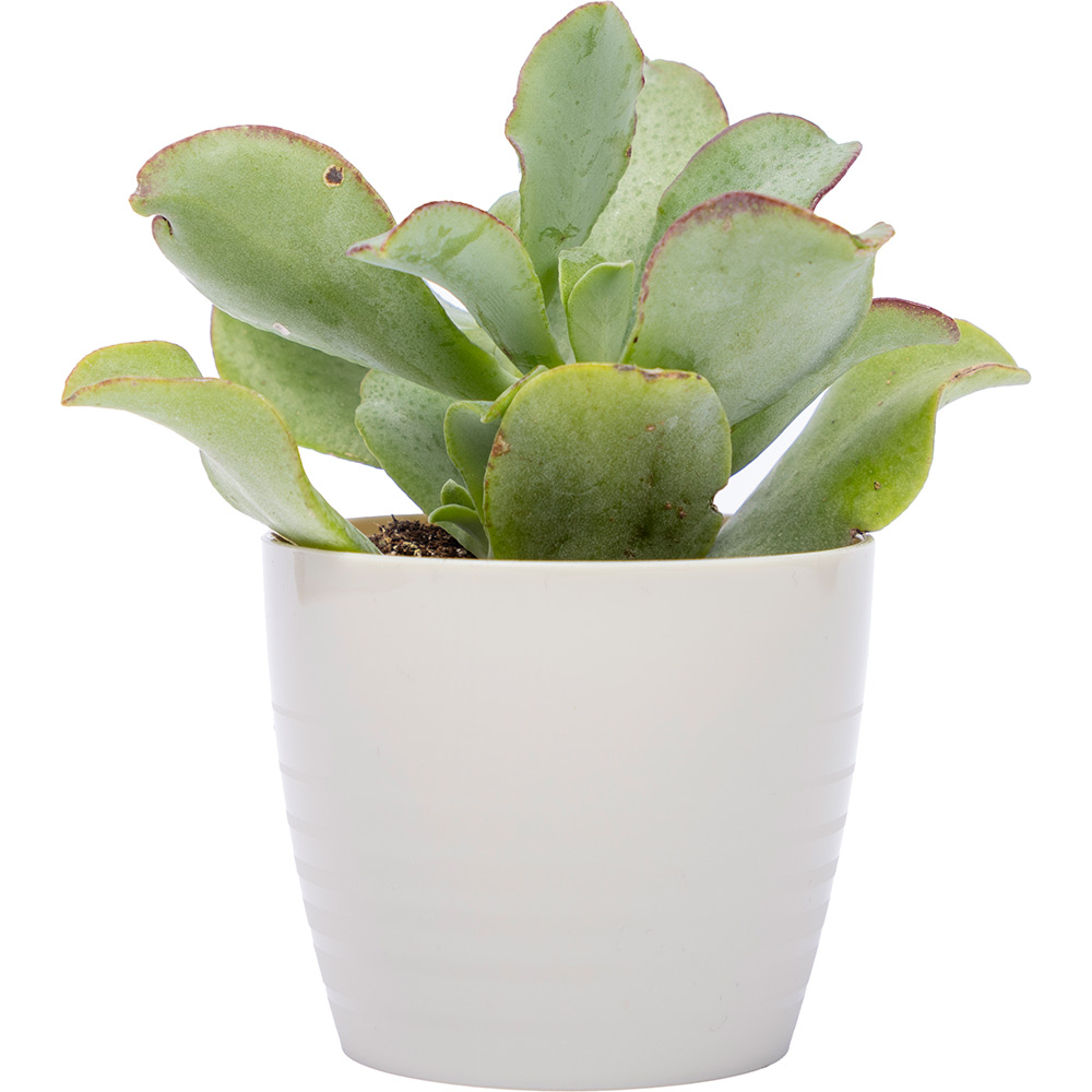 Masca ghiveci HARPLAST Silvia, D7 cm, plastic, bej nisipiu