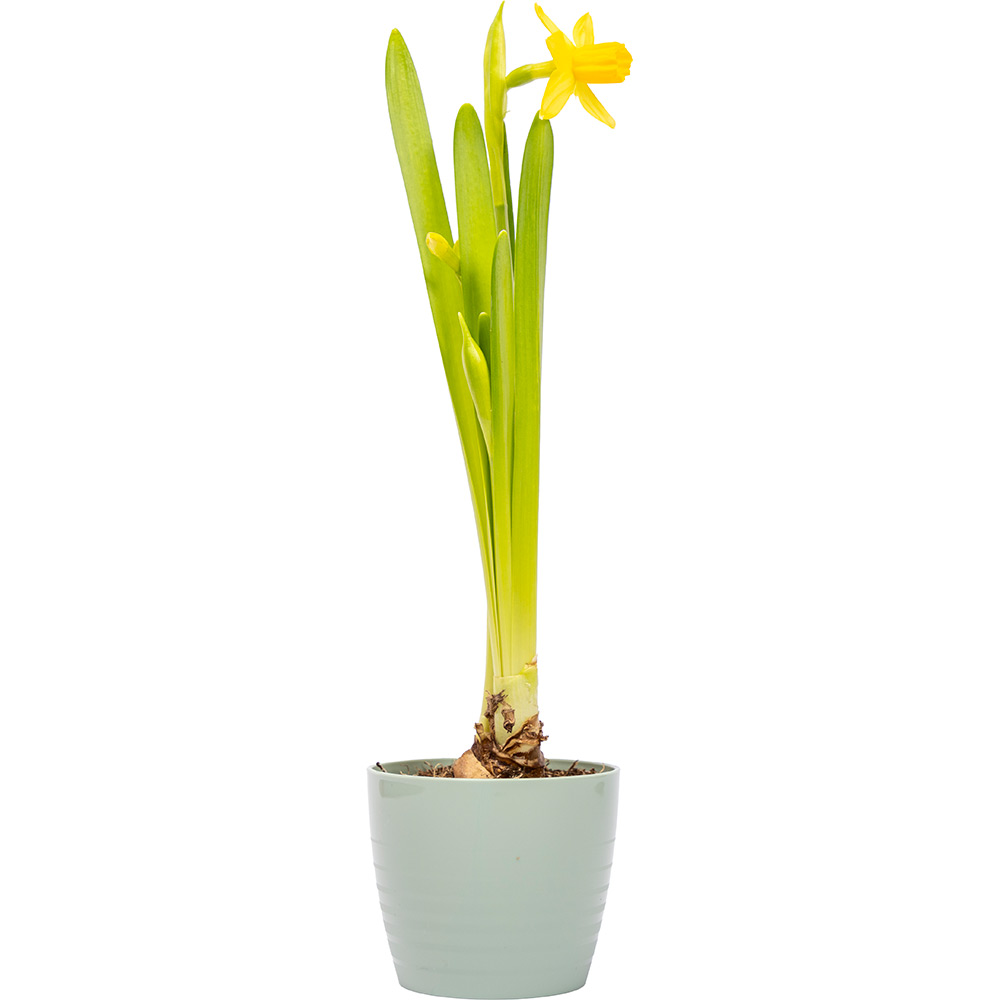 Masca ghiveci HARPLAST Silvia, D7 cm, plastic, verde salvie