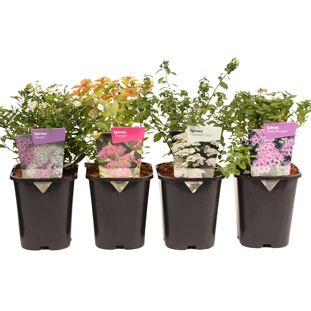 Mix Arbusti, H 35cm