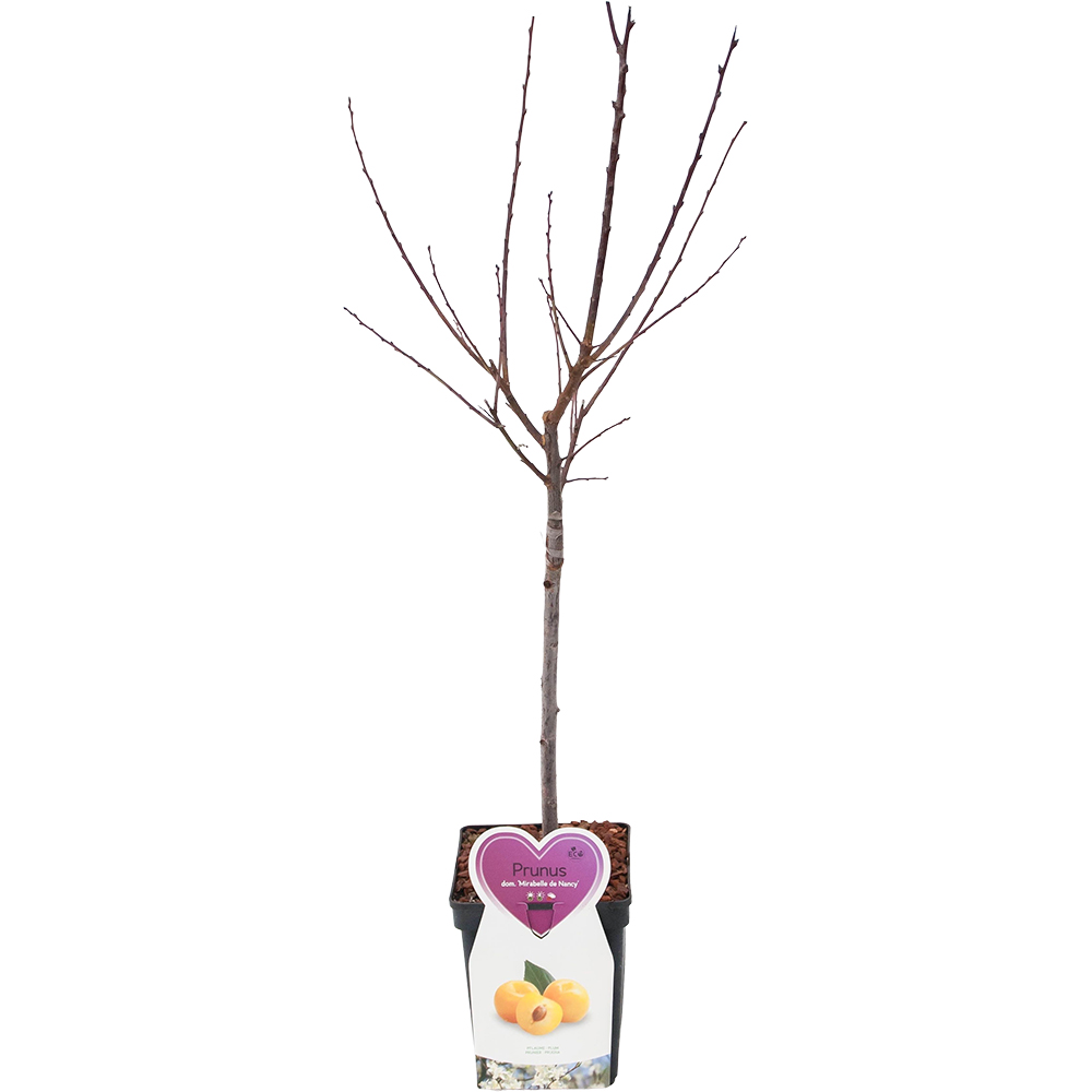 Prunus pe Tija, H 110cm