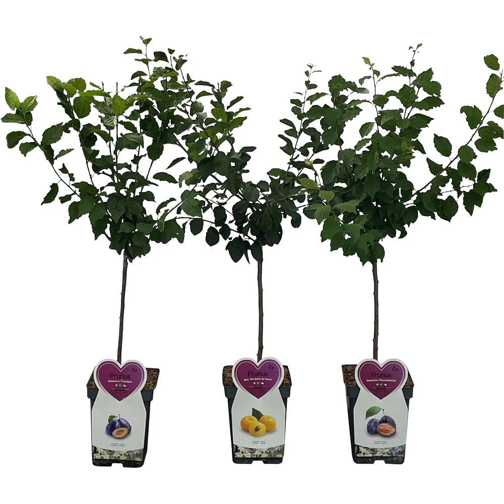 Mix Pomi Fructiferi, H 120cm