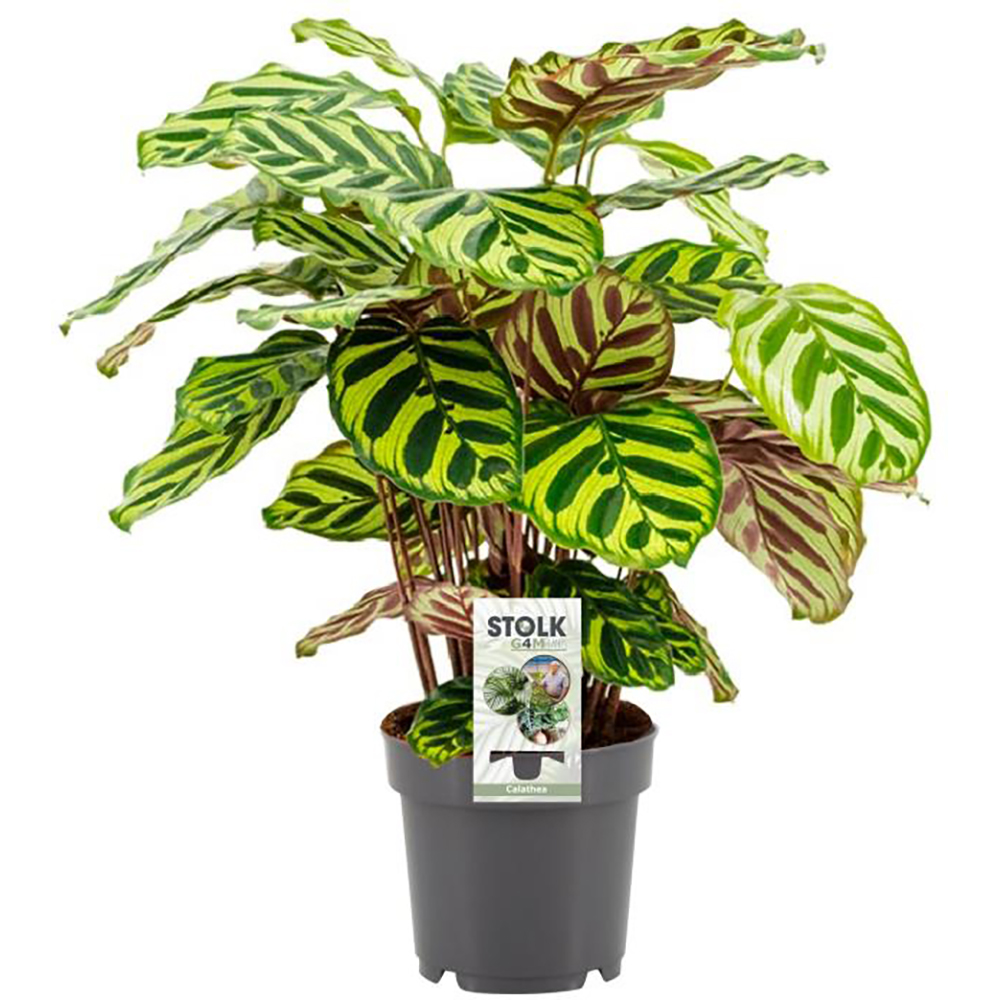 Calathea Makoyana, H 45 cm