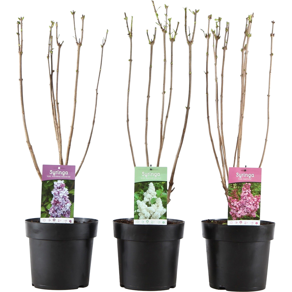 Syringa Vulgaris, H 75cm