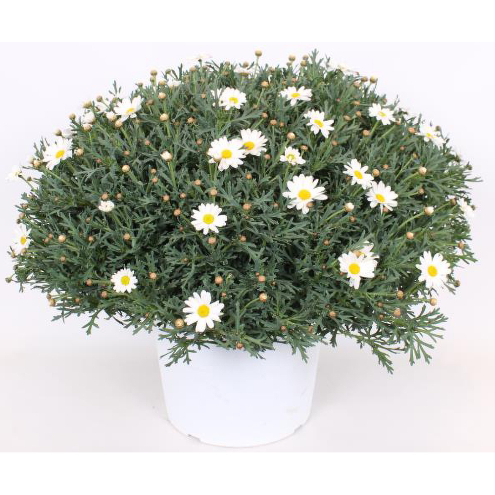 Margareta alba, H 70 cm