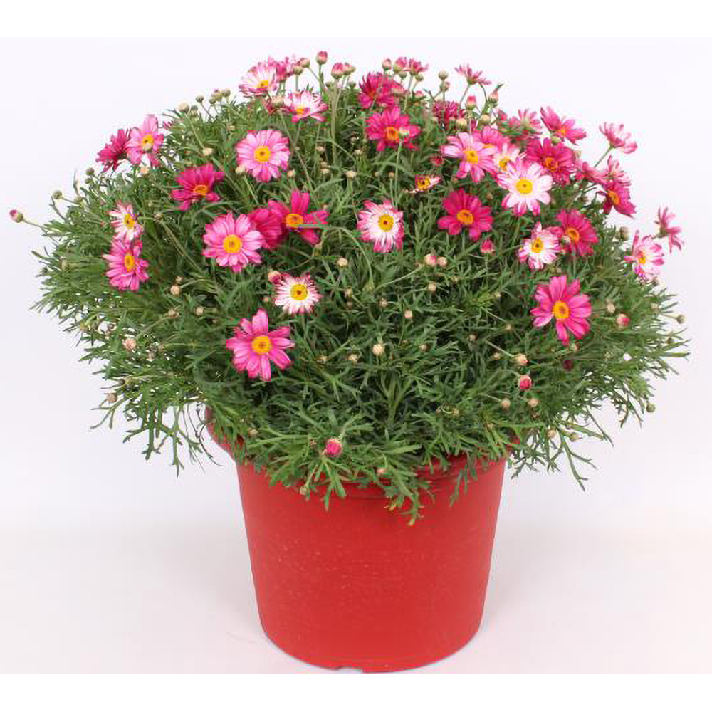 Margareta Mix, H 70 cm