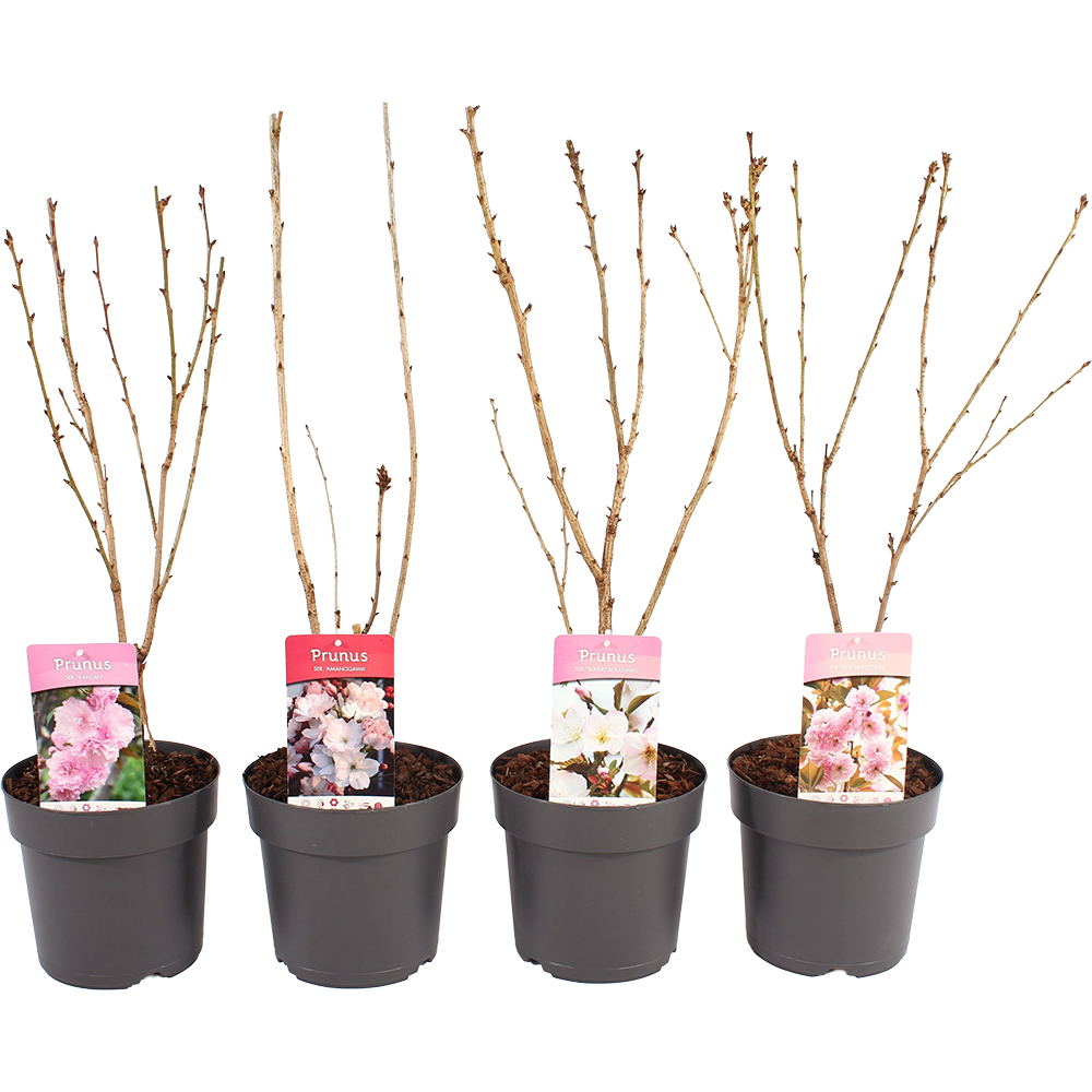Prunus Persica Taoflora, H 175cm
