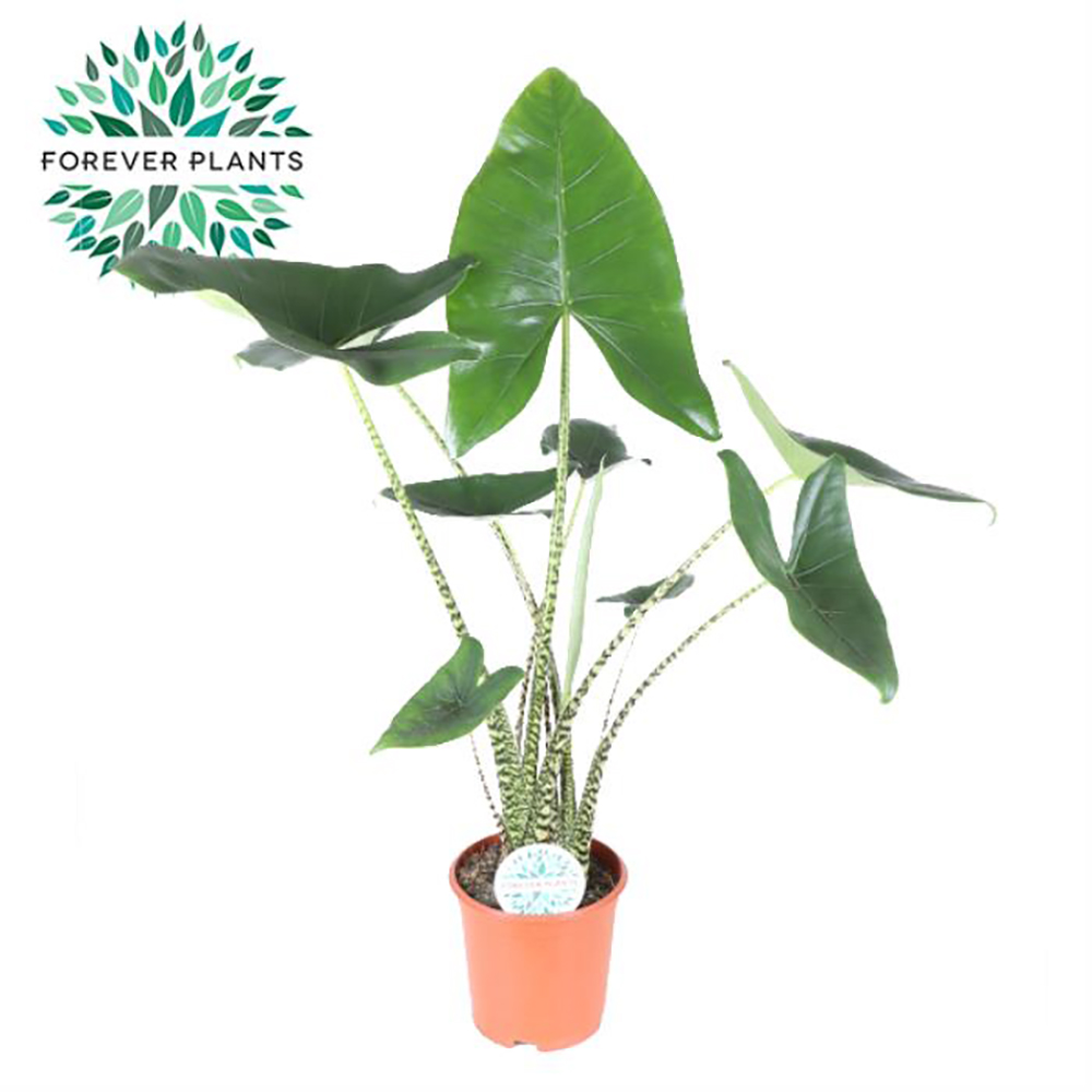 Alocasia Zebrina, H 90 cm