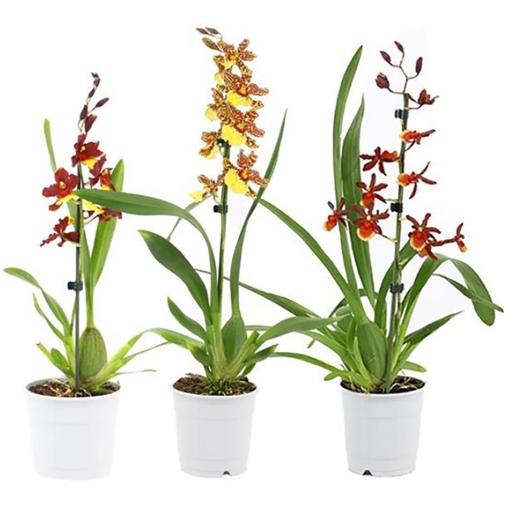 Planta Cambria, D12, H60