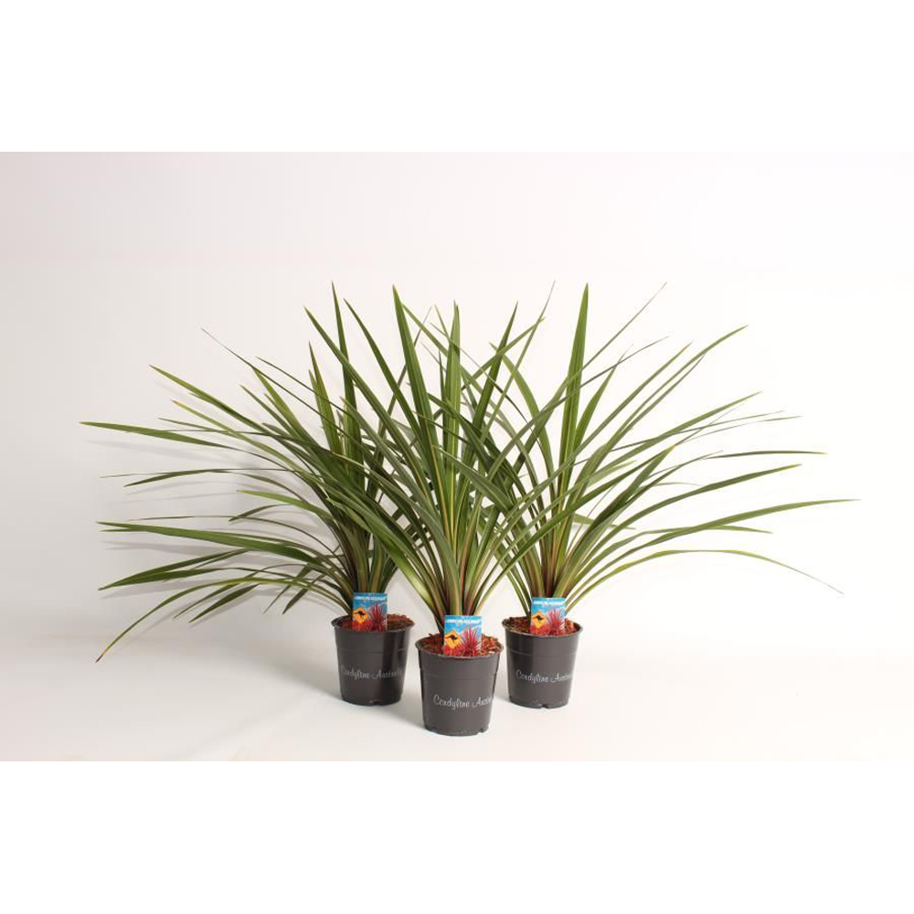 Cordyline Australis Verde, D12 cm, H 45 cm