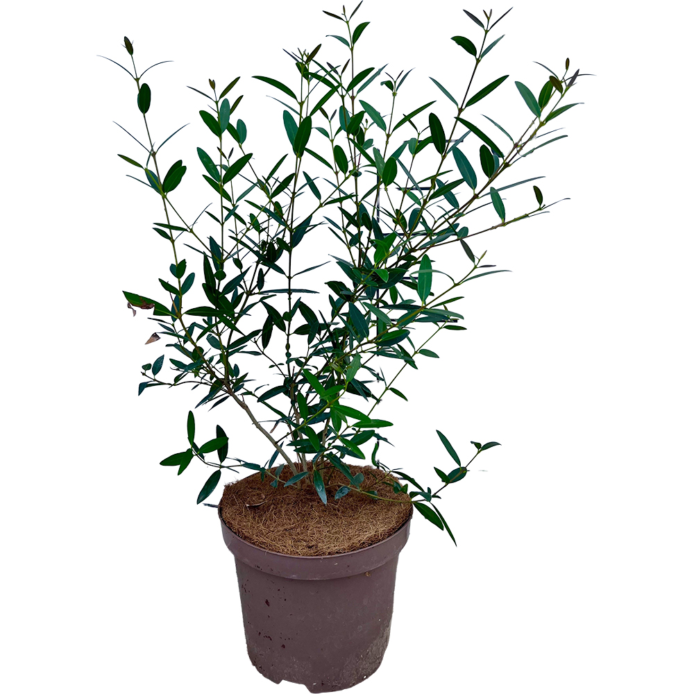 Prunus Lusitanica Angustifolia, H 60 cm