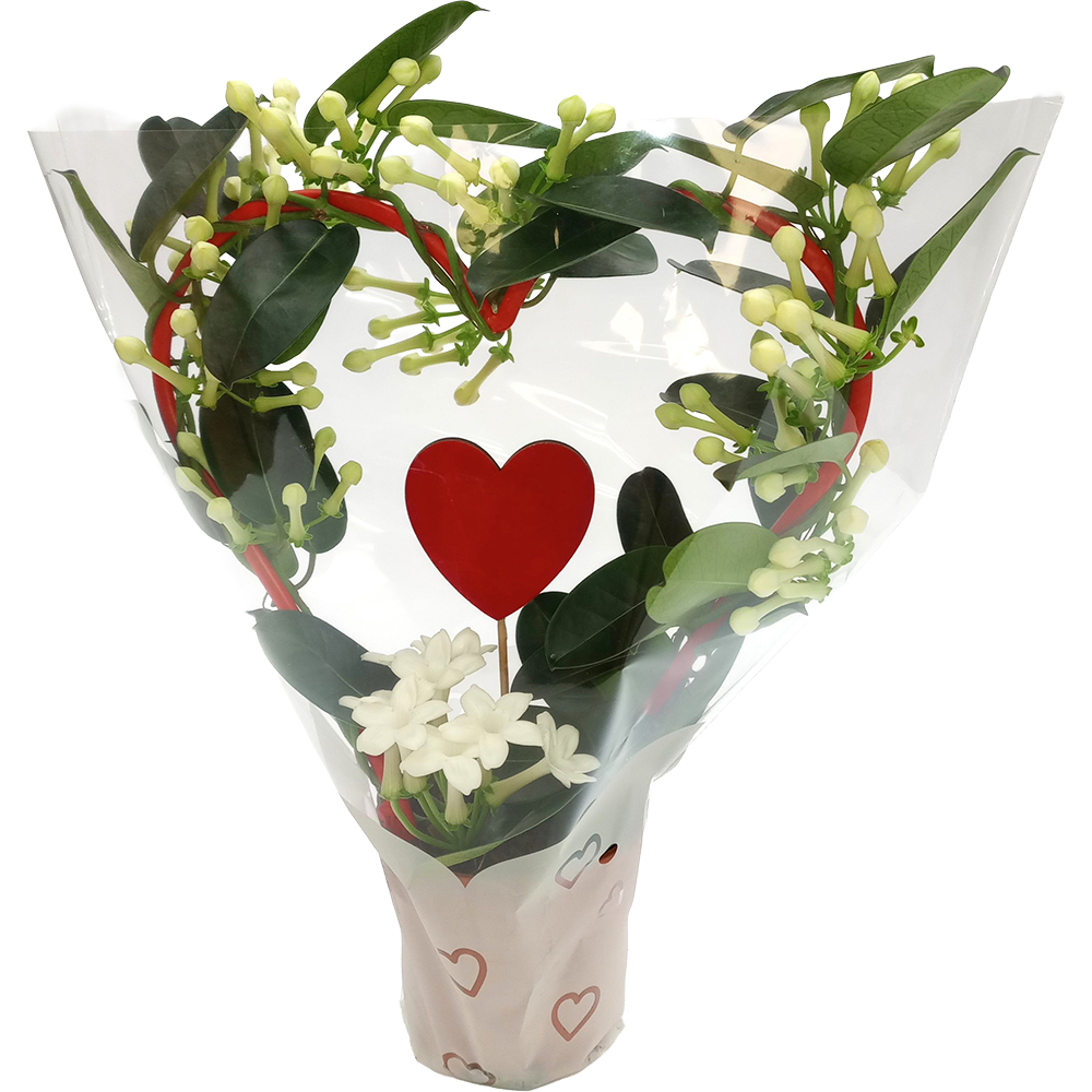 Stephanotis Heart, H 55 cm