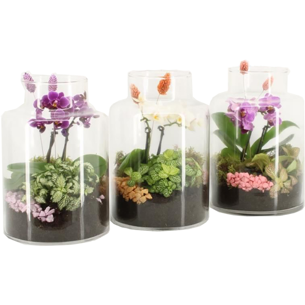 Planta Dendrobium Nobile Apollon, D12, H50