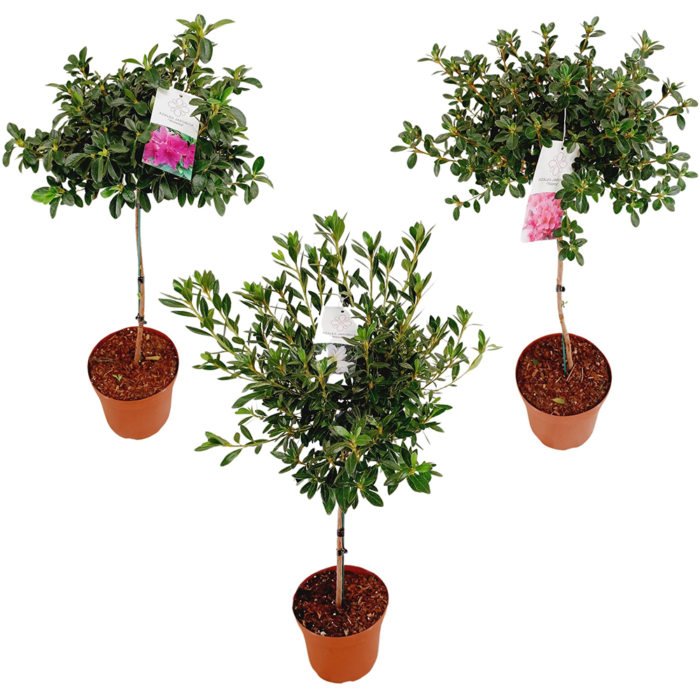 Rhododendron Stem, H 80 cm