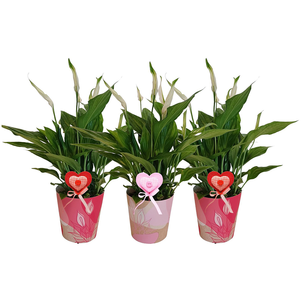Crinul pacii Spathiphyllum, H 35 cm