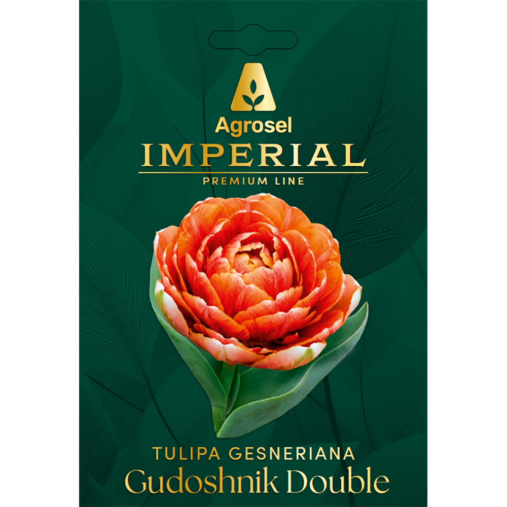 Lalea Gudoshnik Double IMPERIAL, 5 bulbi