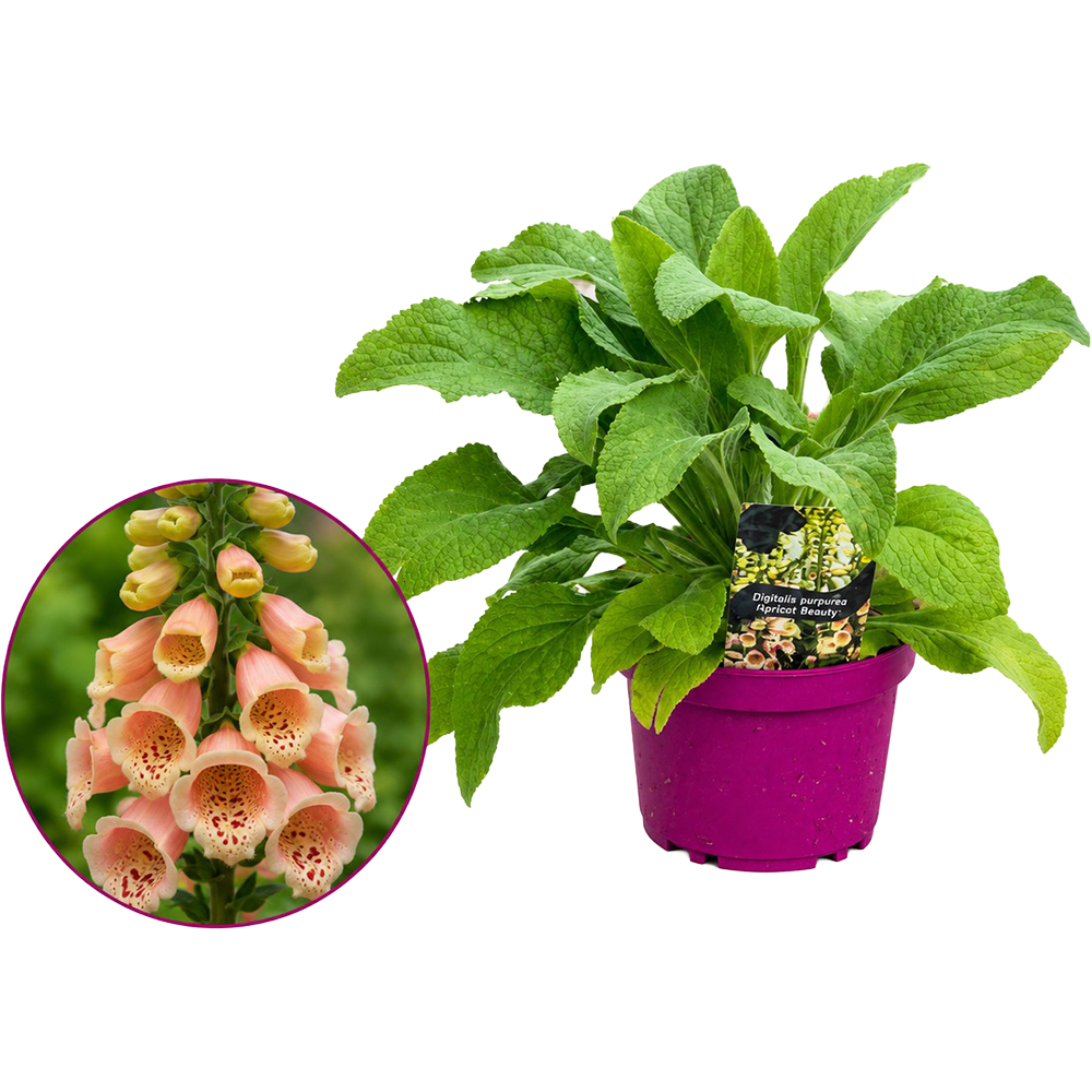 Digitalis Apricot Beauty, D 19 cm, H 50 cm