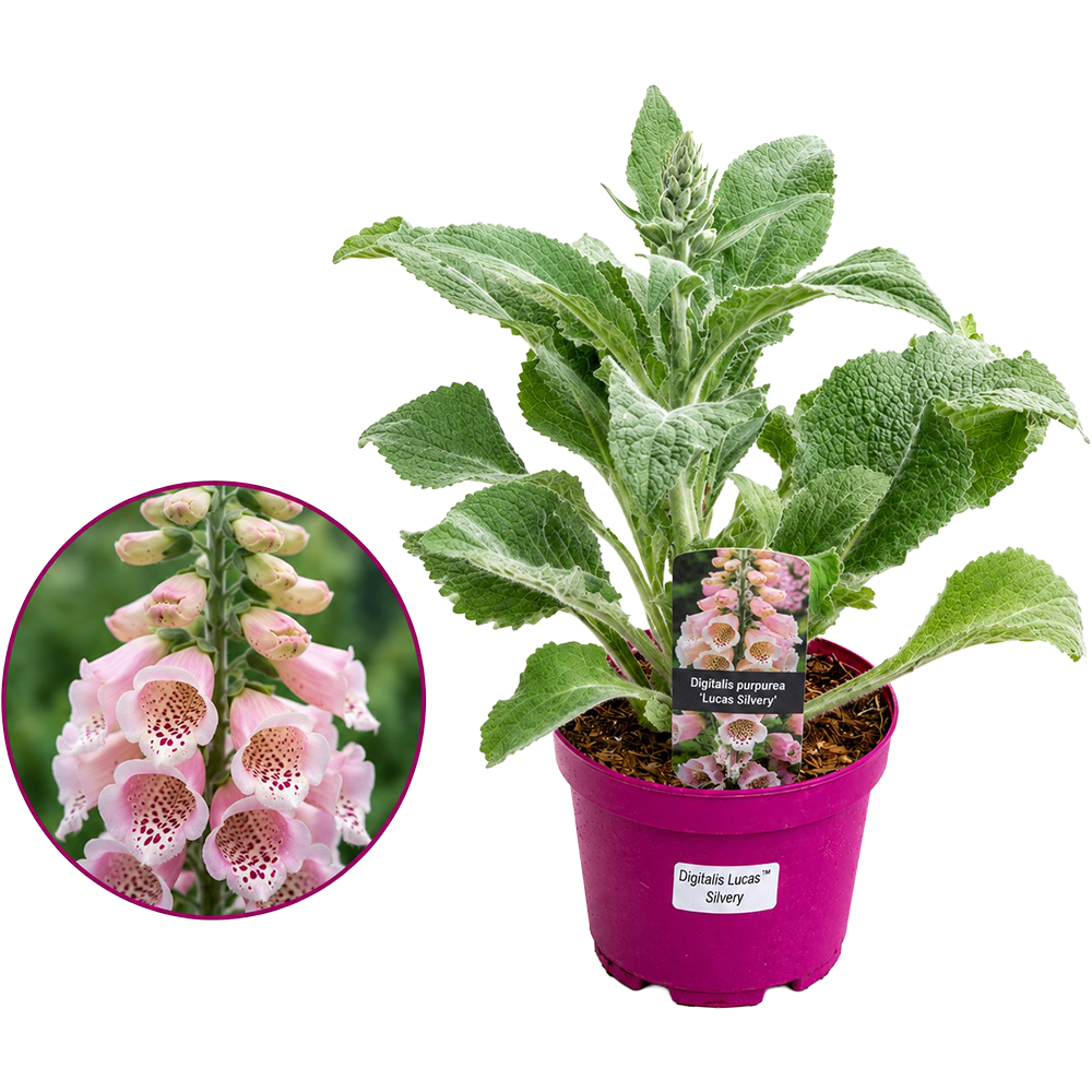 Digitalis Lucas Silvery, D 19 cm, H 55 cm