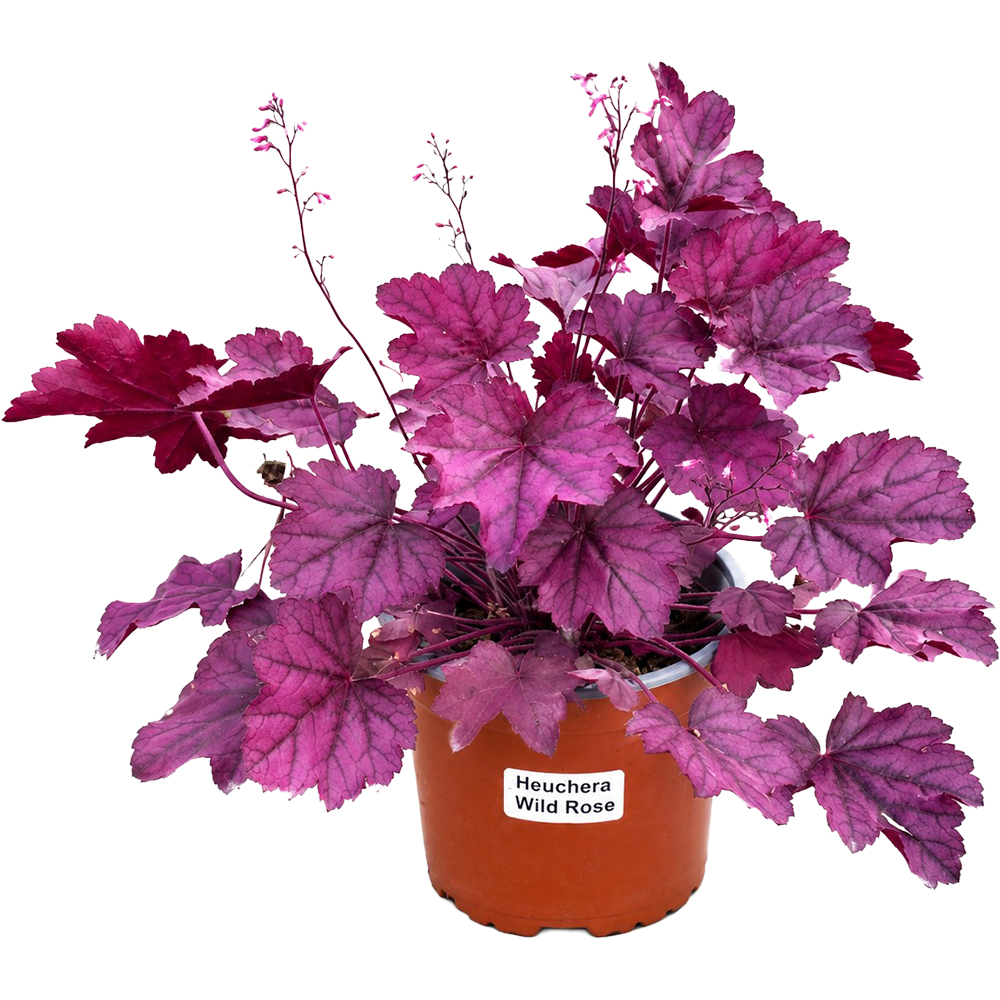 Heuchera Wild Rose, D 17 cm, H 25 cm