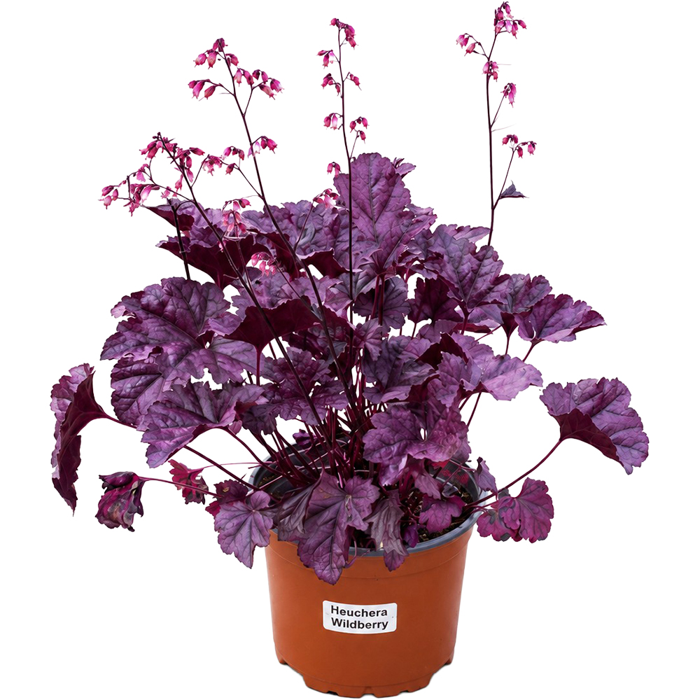 Heuchera Wildberry, D 17 cm, H 25 cm