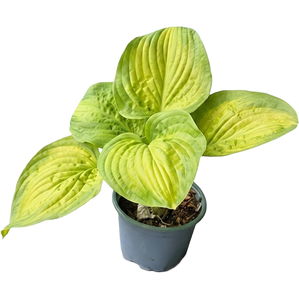 Hosta Stained Glass, D 17 cm, H 40 cm