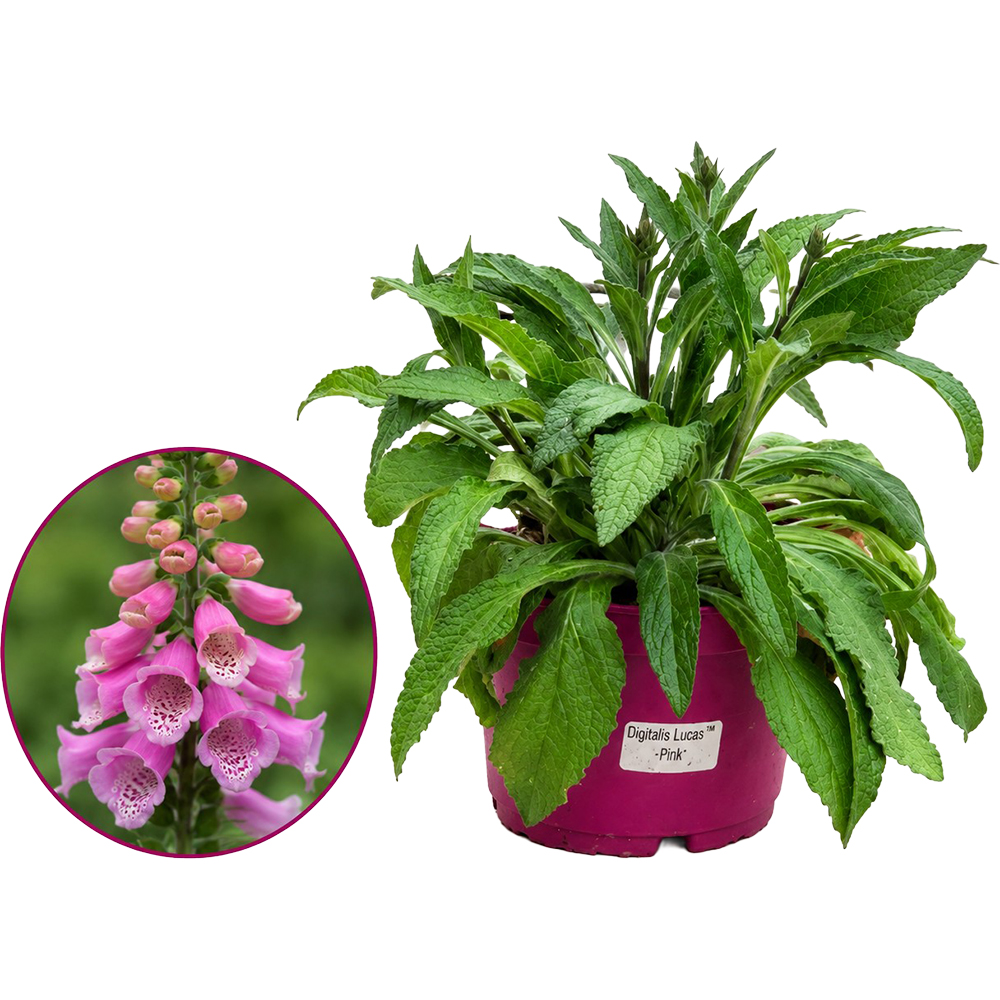 Digitalis Lucas Pink, D 19 cm, H 50 cm