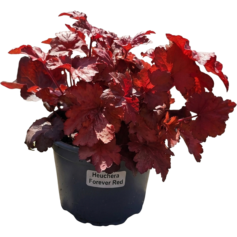 Heuchera Forever Red, D 17 cm, H 25 cm