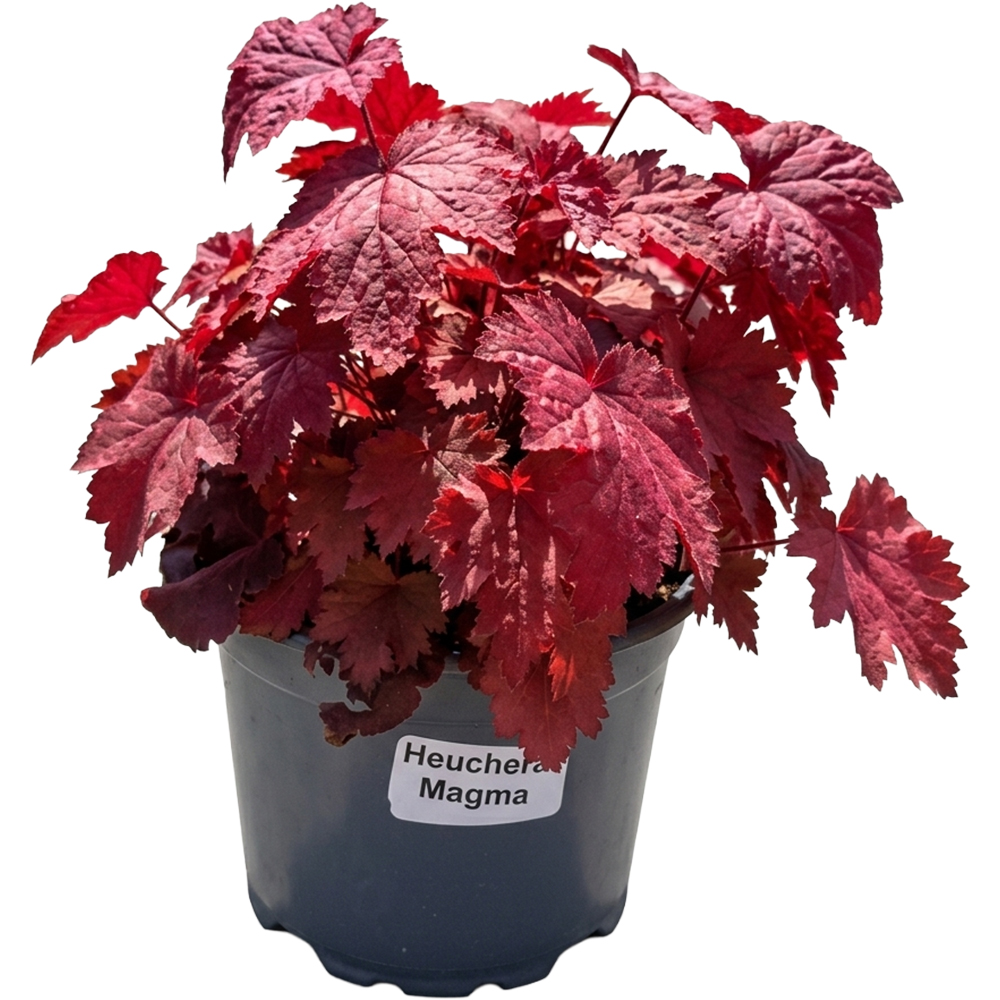 Heuchera Magma, D 17 cm, H 25 cm
