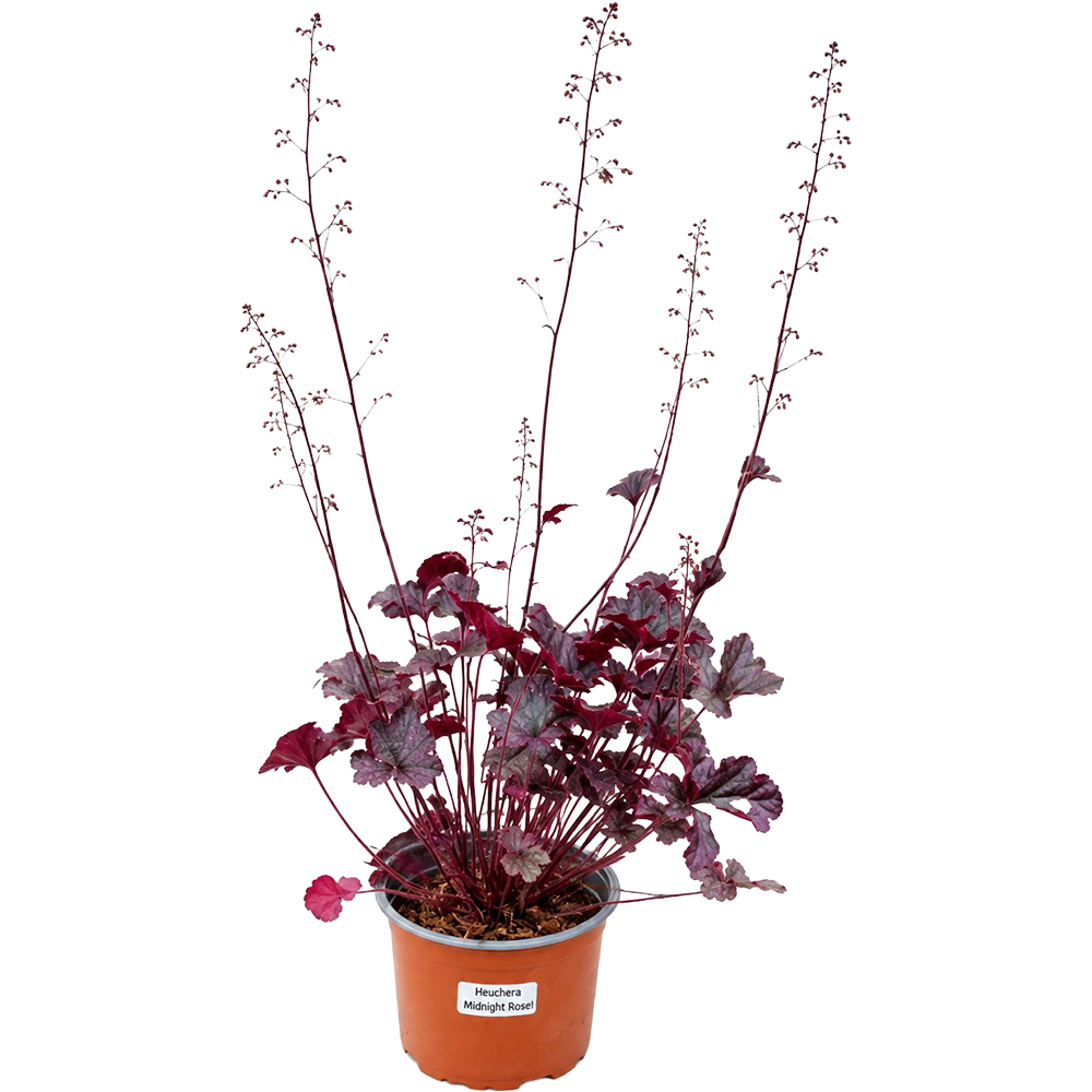 Heuchera Midnight Rose, D 17 cm, H 25 cm