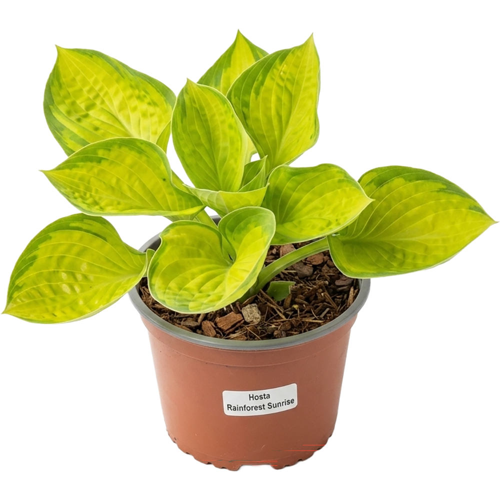 Hosta Rainforest Sunrise, D 17 cm, H 30 cm