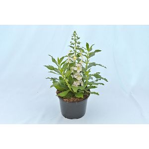 Angelonia Angustifolia 12