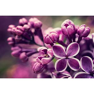 Arbust Ornamental Liliac - Syringa Vulgaris