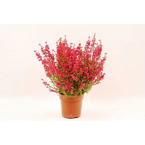 Erica Gracillis, in ghiveci, 12 cm